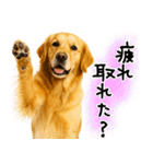 ゴールデンレトリバー★毎日使う質問疑問？（個別スタンプ：28）