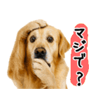 ゴールデンレトリバー★毎日使う質問疑問？（個別スタンプ：29）