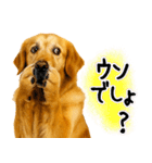 ゴールデンレトリバー★毎日使う質問疑問？（個別スタンプ：30）