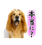 ゴールデンレトリバー★毎日使う質問疑問？（個別スタンプ：31）