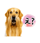 ゴールデンレトリバー★毎日使う質問疑問？（個別スタンプ：32）