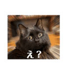 Renapyon4（個別スタンプ：1）