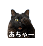 Renapyon4（個別スタンプ：4）