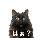 Renapyon4（個別スタンプ：5）