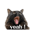 Renapyon4（個別スタンプ：6）