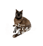 Renapyon4（個別スタンプ：16）