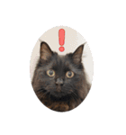 Renapyon4（個別スタンプ：18）