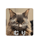 Renapyon4（個別スタンプ：20）