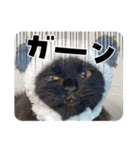 Renapyon4（個別スタンプ：23）