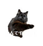 Renapyon4（個別スタンプ：25）