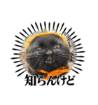 Renapyon4（個別スタンプ：31）