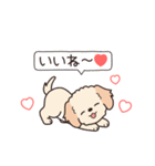 やさしいマルプー『年末年始2026』（個別スタンプ：19）