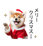 クリスマス☆柴犬（個別スタンプ：1）