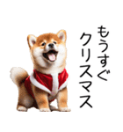 クリスマス☆柴犬（個別スタンプ：2）
