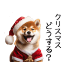 クリスマス☆柴犬（個別スタンプ：3）