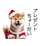 クリスマス☆柴犬（個別スタンプ：4）