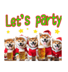 クリスマス☆柴犬（個別スタンプ：8）