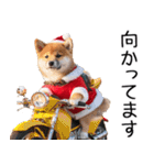クリスマス☆柴犬（個別スタンプ：9）