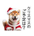 クリスマス☆柴犬（個別スタンプ：15）