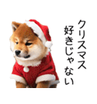 クリスマス☆柴犬（個別スタンプ：18）
