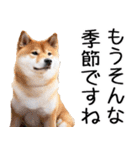 クリスマス☆柴犬（個別スタンプ：20）