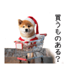 クリスマス☆柴犬（個別スタンプ：22）