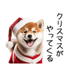 クリスマス☆柴犬（個別スタンプ：28）