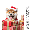 クリスマス☆柴犬（個別スタンプ：29）