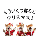 クリスマス☆柴犬（個別スタンプ：31）