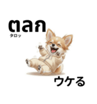 チワワ犬のタイ語日本語挨拶（個別スタンプ：21）