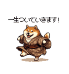 子分ふとっちょ柴犬 一生ついていきます（個別スタンプ：1）