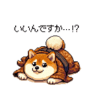 子分ふとっちょ柴犬 一生ついていきます（個別スタンプ：20）