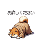 子分ふとっちょ柴犬 一生ついていきます（個別スタンプ：35）