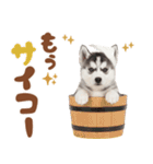 いつでも使える♡ハスキーのスタンプ（個別スタンプ：2）