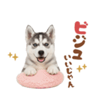いつでも使える♡ハスキーのスタンプ（個別スタンプ：3）
