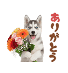 いつでも使える♡ハスキーのスタンプ（個別スタンプ：4）