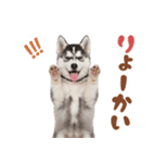 いつでも使える♡ハスキーのスタンプ（個別スタンプ：5）