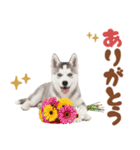 いつでも使える♡ハスキーのスタンプ（個別スタンプ：6）