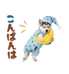 いつでも使える♡ハスキーのスタンプ（個別スタンプ：7）