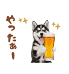 いつでも使える♡ハスキーのスタンプ（個別スタンプ：8）