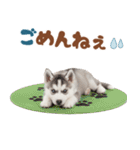 いつでも使える♡ハスキーのスタンプ（個別スタンプ：9）