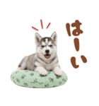 いつでも使える♡ハスキーのスタンプ（個別スタンプ：10）
