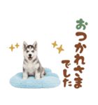 いつでも使える♡ハスキーのスタンプ（個別スタンプ：11）