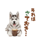 いつでも使える♡ハスキーのスタンプ（個別スタンプ：12）