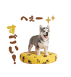 いつでも使える♡ハスキーのスタンプ（個別スタンプ：13）