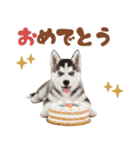 いつでも使える♡ハスキーのスタンプ（個別スタンプ：14）