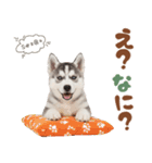 いつでも使える♡ハスキーのスタンプ（個別スタンプ：15）