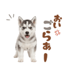 いつでも使える♡ハスキーのスタンプ（個別スタンプ：16）