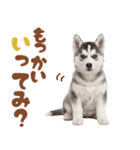 いつでも使える♡ハスキーのスタンプ（個別スタンプ：17）