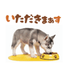 いつでも使える♡ハスキーのスタンプ（個別スタンプ：18）